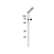 Tripartite Motif-Containing Protein 29 (TRIM29) Antibody