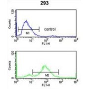 Transportin 1 (TNPO1) Antibody