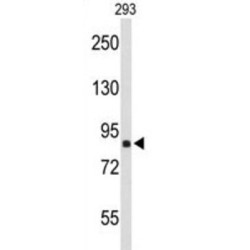 Transportin 1 (TNPO1) Antibody