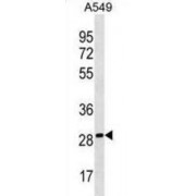Phosphatidylethanolamine Binding Protein 4 (PEBP4) Antibody