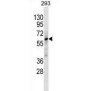 Zinc Finger Protein 775 (ZNF775) Antibody