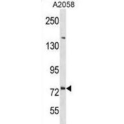 Delta And Notch-Like Epidermal Growth Factor-Related Receptor (DNER) Antibody