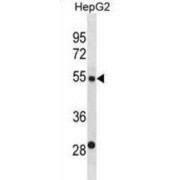Beta-Galactoside Alpha-2,6-Sialyltransferase 2 (ST6GAL2) Antibody