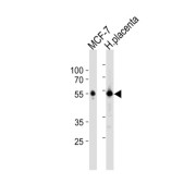 abx031053