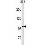 Volume-Regulated Anion Channel Subunit LRRC8A (LRRC8A) Antibody