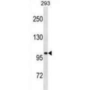 Volume-Regulated Anion Channel Subunit LRRC8A (LRRC8A) Antibody