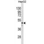 abx031062