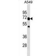 TNF Receptor-Associated Factor 6 (TRAF6) Antibody