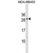 abx031085
