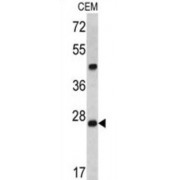 Dcr-1 Antibody