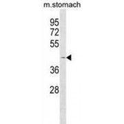 WB analysis of mouse stomach tissue lysates.