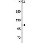 Calsyntenin 2 (CLSTN2) Antibody