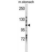 Leucine-Rich Repeats and Immunoglobulin-Like Domains Protein 1 (LRIG1) Antibody