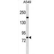 Zinc Finger Protein 782 (ZNF782) Antibody