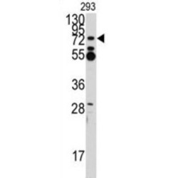 Zinc Finger Protein 219 (ZNF219) Antibody