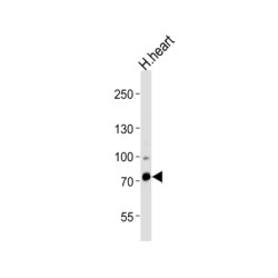 Zinc Finger Protein 219 (ZNF219) Antibody