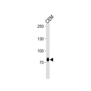 WB analysis of CEM cell line lysates (35 µg/lane), using Zinc Finger Protein 219 (ZNF219) Antibody.