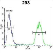 Transcription Factor Jun (JUN) Antibody