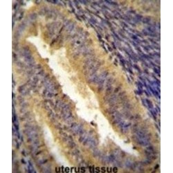 Transcription Factor Jun (JUN) Antibody