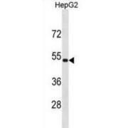 Zinc Finger Protein 773 (ZNF773) Antibody