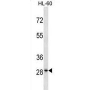 Protein FAM110D (GRRP1) Antibody