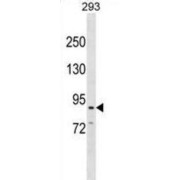Cadherin 26 (CDH26) Antibody
