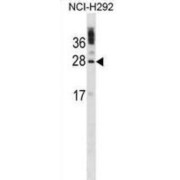 Calcium And Integrin-Binding Protein 1 (CIB1) Antibody