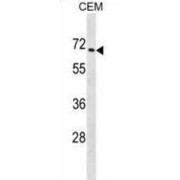 Zinc Finger Protein 93 (ZNF93) Antibody
