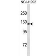 Sodium/Potassium-Transporting ATPase Subunit Alpha-3 (ATP1A3) Antibody