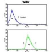 Bone Morphogenetic Protein Receptor 1A (BMPR1A) Antibody