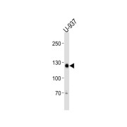 Shugoshin 2 (SGO2) Antibody