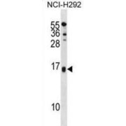 Selenoprotein M (SELENOM) Antibody