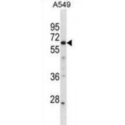 Protein GPR107 (GPR107) Antibody
