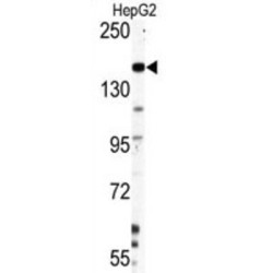 Nestin (NES) Antibody
