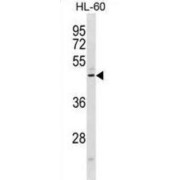 abx031448