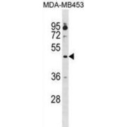 abx031462