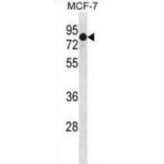 GATA Zinc Finger Domain Containing 2A (GATAD2A) Antibody