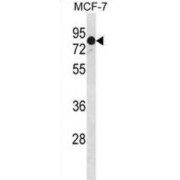 GATA Zinc Finger Domain Containing 2A (GATAD2A) Antibody