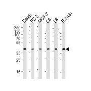 Western blot analysis of various cell lines and rat brain tissue lysates, using CREB3L4 antibody.