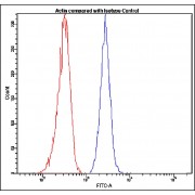 Flow cytometric analysis of human peripheral blood lymphocytes, using FITC-conjugated Actin Antibody (blue, 10 µl per test) compared to FITC-conjugated Rabbit IgG isotype control (red).