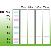 Western blot analysis of recombinant mouse CTRP5.