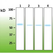 Western blot analysis of (1) His-tagged recombinant Human AKT1 (100 ng), and mouse crude protein brain extract: (2) 20 µg, (3) 100 µg, and (4) 200 µg.