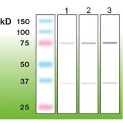 Western blot analysis of recombinant human c-FOS: (1) 100 ng, (2) 200 ng, and (3) 500 ng.