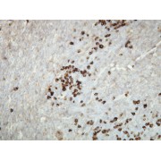 IHC-P analysis showing expression of the Kappa Light Chain immunoglobulin in the plasma cells of the palatine tonsil (4 µm section).
