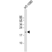 WB analysis of HT-1080 whole cell lysates.
