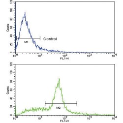 Kit Ligand (KITLG) Antibody