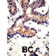Ubiquilin 3 (UBQLN3) Antibody