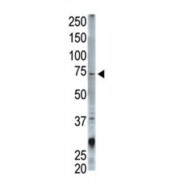 Signal Transducing Adaptor Molecule (STAM) Antibody