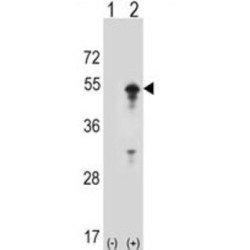 Signal Transducing Adaptor Molecule (STAM) Antibody