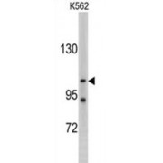 LLGL2, Scribble Cell Polarity Complex Component (LLGL2) Antibody